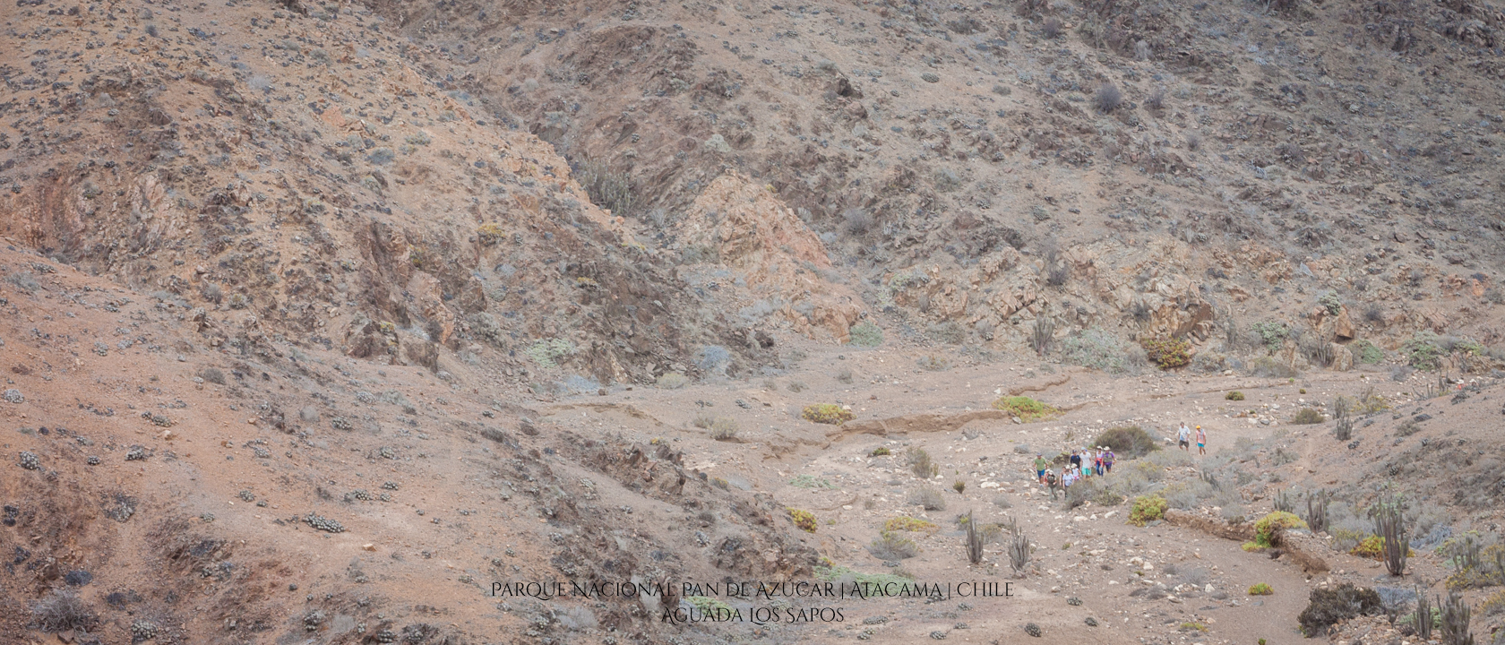 Aguada Los Sapos | Parque Nacional Pan de Azúcar