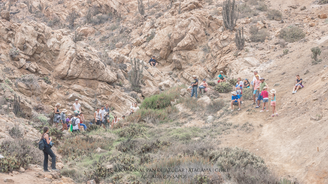 Aguada Los Sapos | Parque Nacional Pan de Azúcar