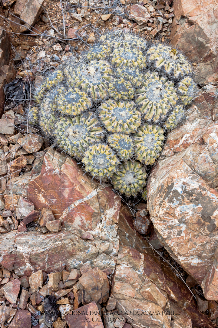 Aguada Los Sapos | Parque Nacional Pan de Azúcar