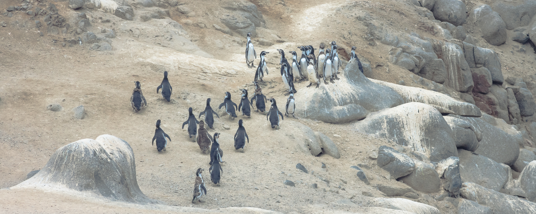 Parque Nacional Pan de Azúcar