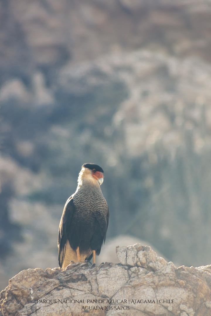 Aguada Los Sapos | Parque Nacional Pan de Azúcar