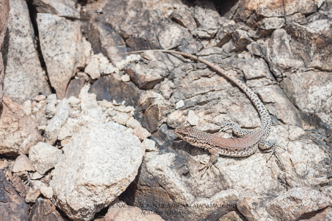 Aguada Los Sapos | Parque Nacional Pan de Azúcar