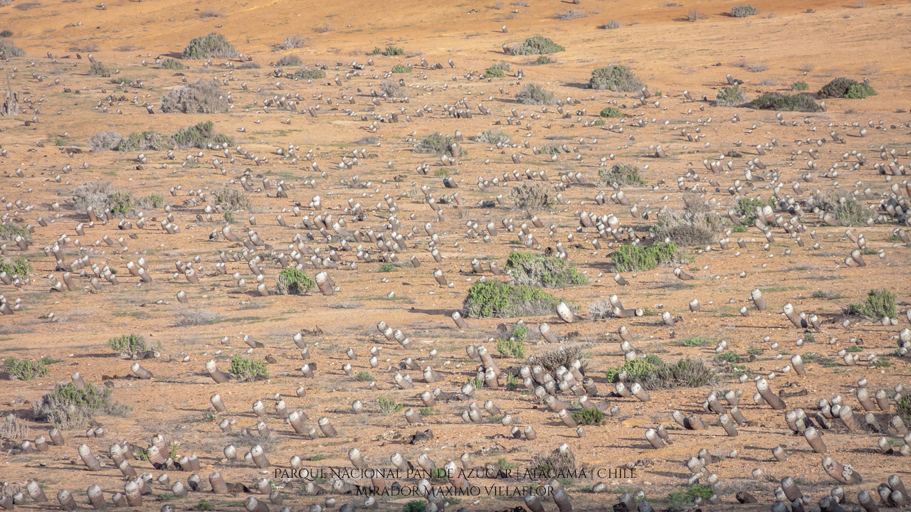 Mirador Maximo Villaflor | Parque Nacional Pan de Azúcar