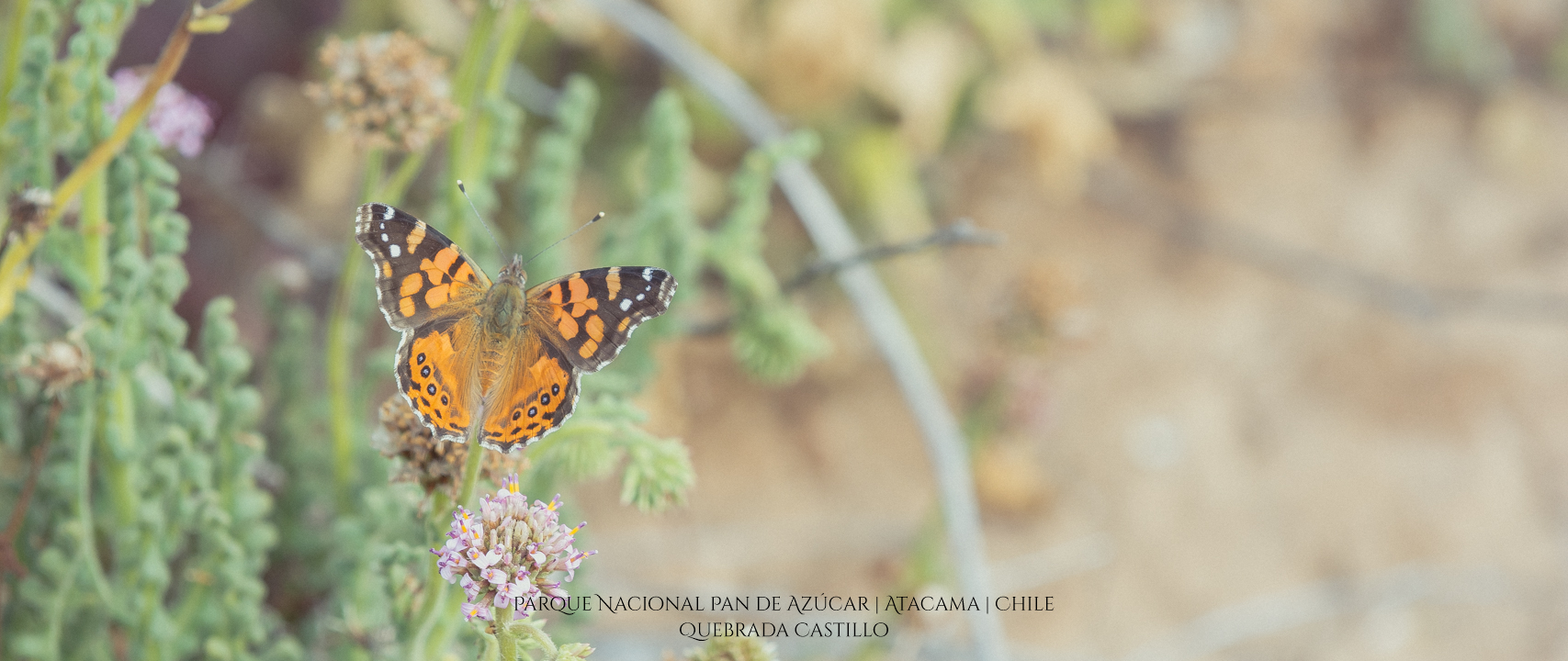 Quebrada Castillo | Parque Nacional Pan de Azúcar