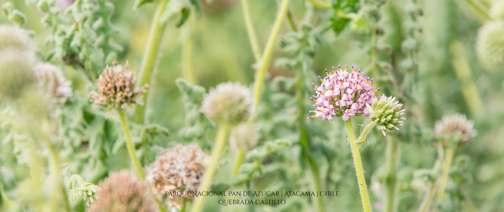 Quebrada Castillo | Parque Nacional Pan de Azúcar