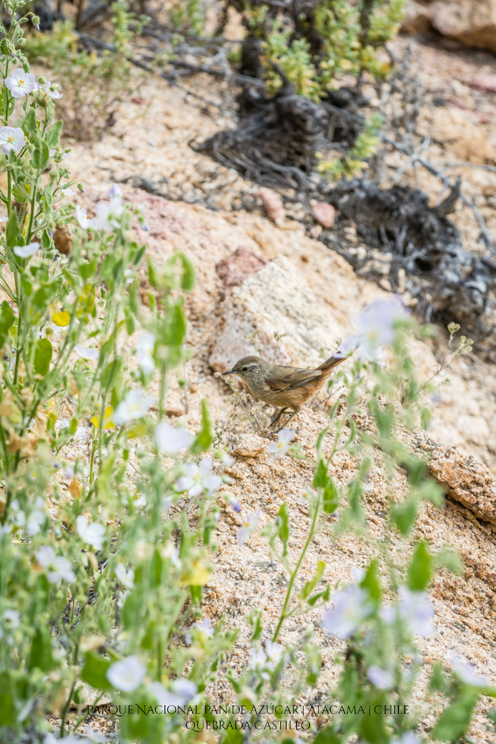 Quebrada Castillo | Parque Nacional Pan de Azúcar