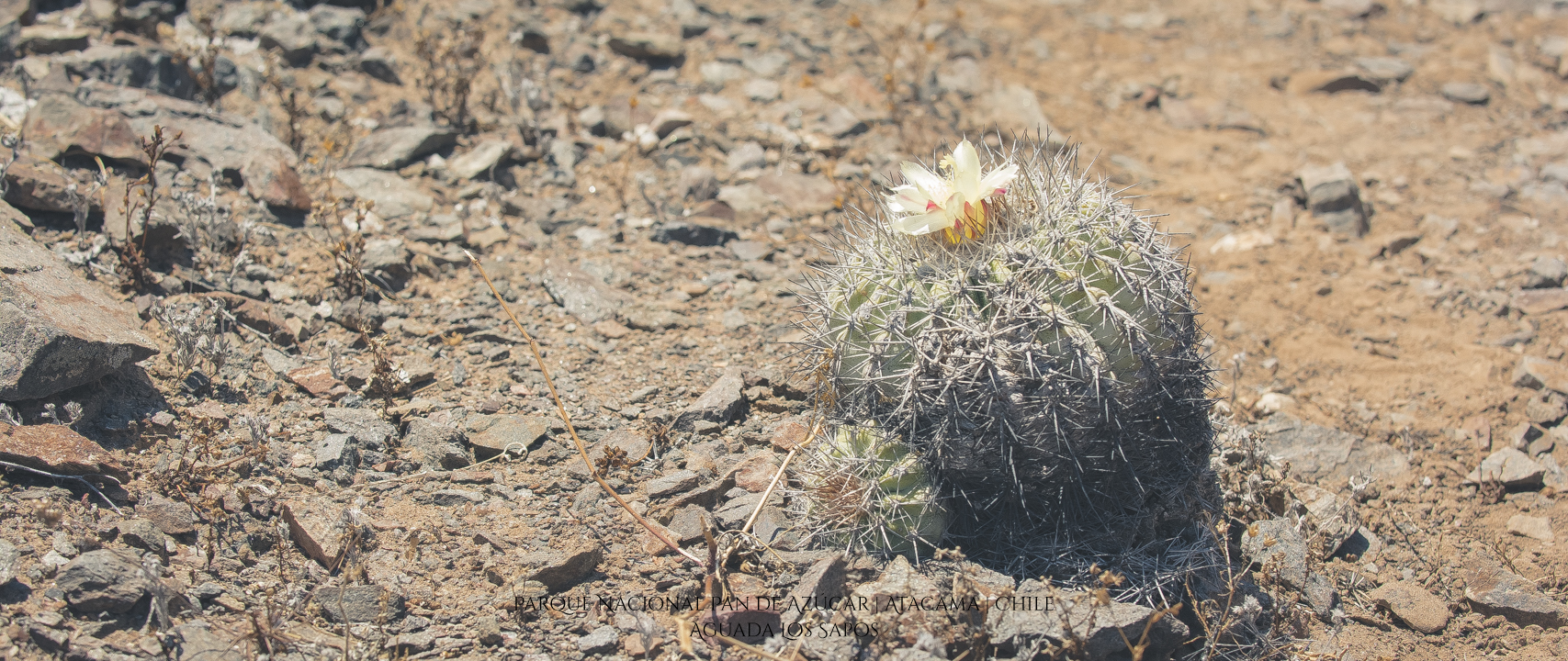 Aguada Los Sapos | Parque Nacional Pan de Azúcar