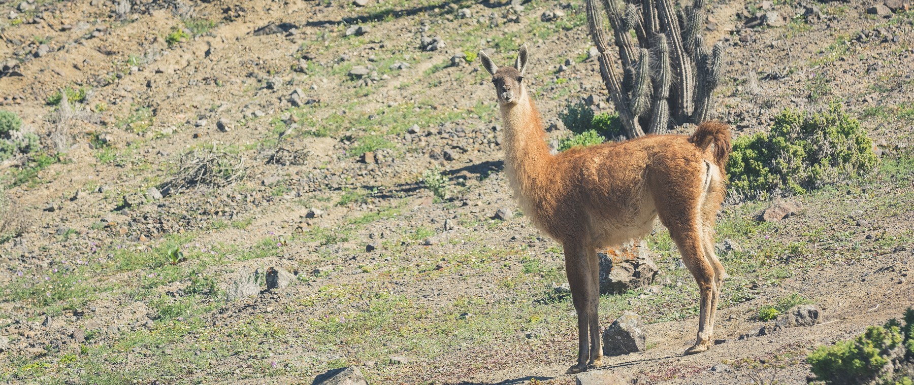Guanacos PNPA